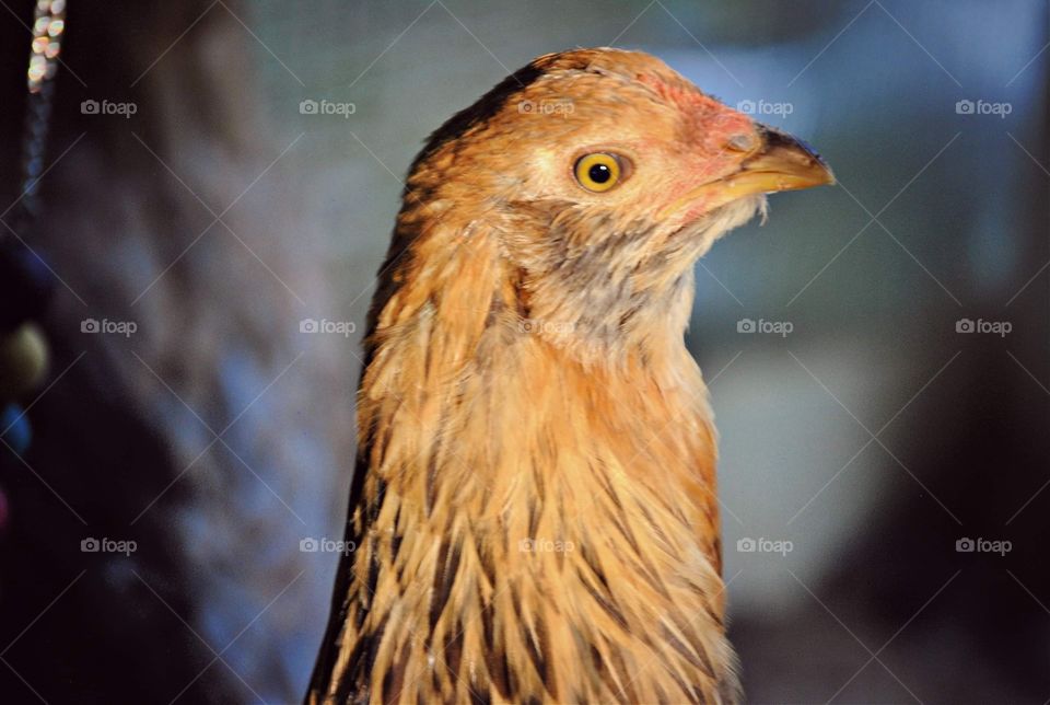 Poppy the Easter Egger chicken