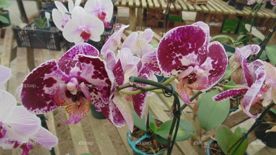 Orquídea malhada