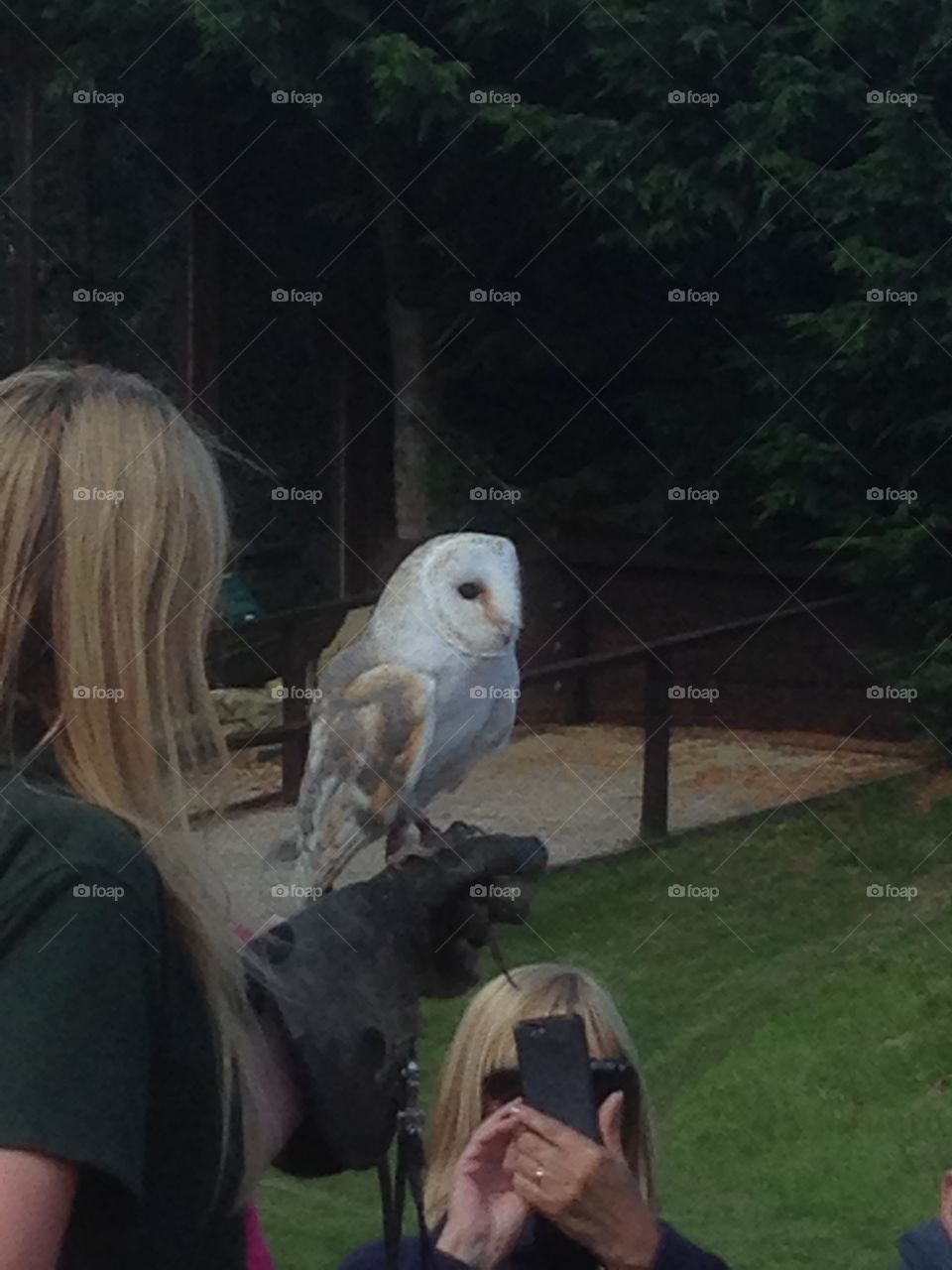 Barn owl