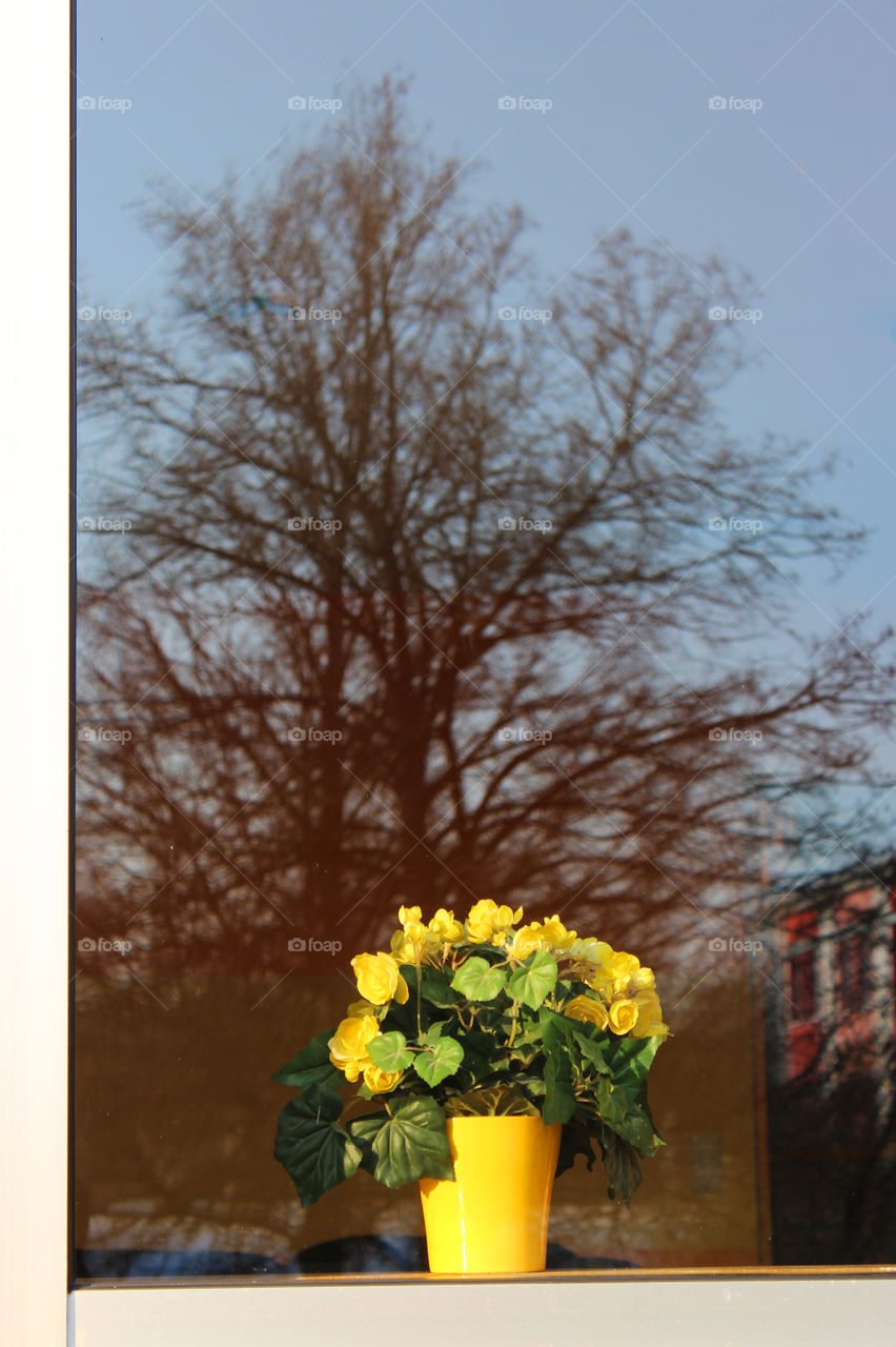 reflection of a tree in window glass