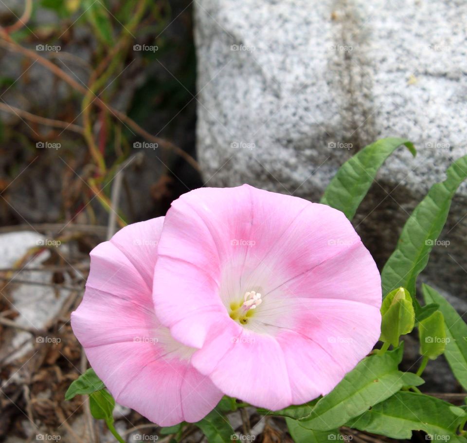 Twinned pink flower in the park South Korea