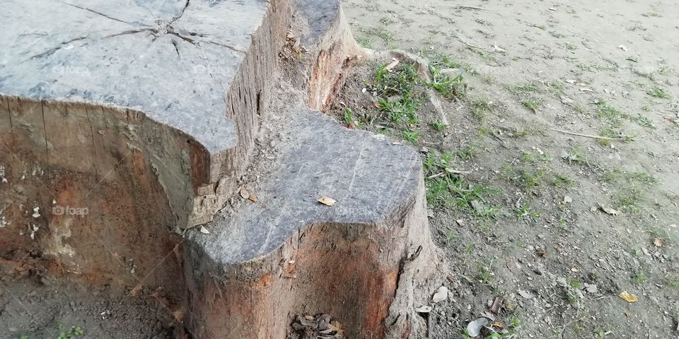 tree trunk cut drcorated