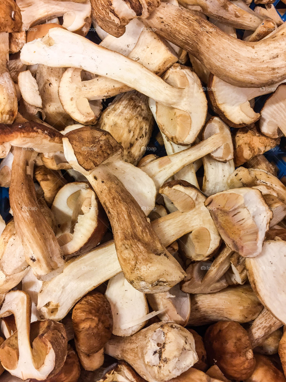 Heap with sliced fresh Swedish edible cep mushroom ready for frying or to sell at farmers market.