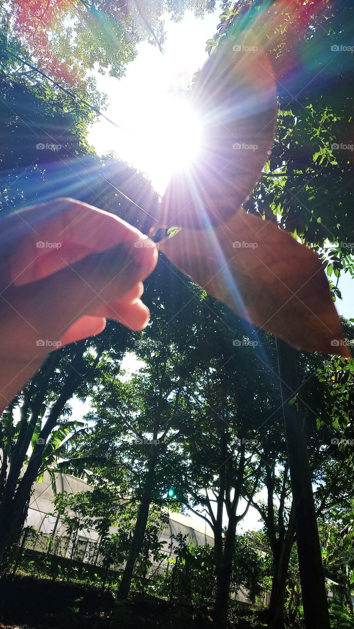 This leaf is shining!