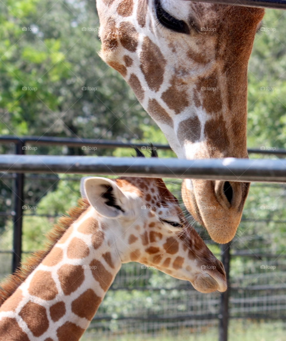 Mother giraffe being tender with baby
