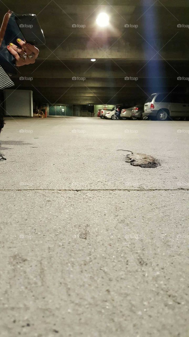 Carcass found in parking garage.