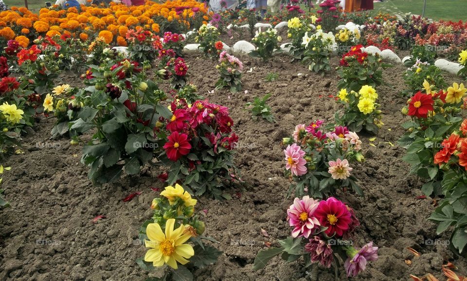 plant potraits flower lover blossoming trees amazing atmosphere environment clean and fresh Air amazing photography 📸 Muneeb bhat