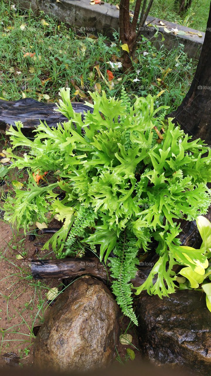Plants wetting in rain