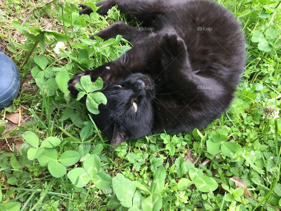 Silly cat rolling in clover 