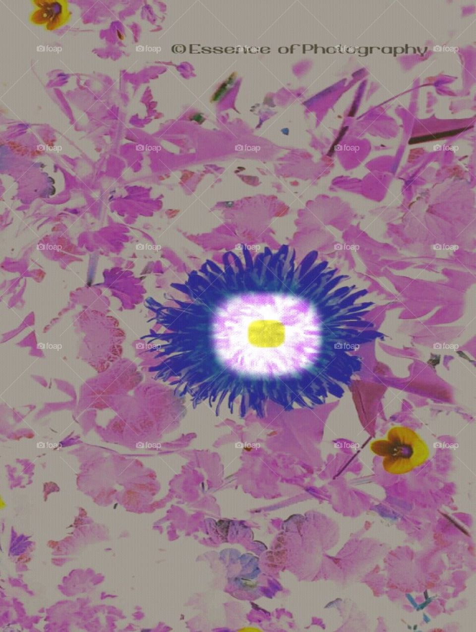 Beauty in everything