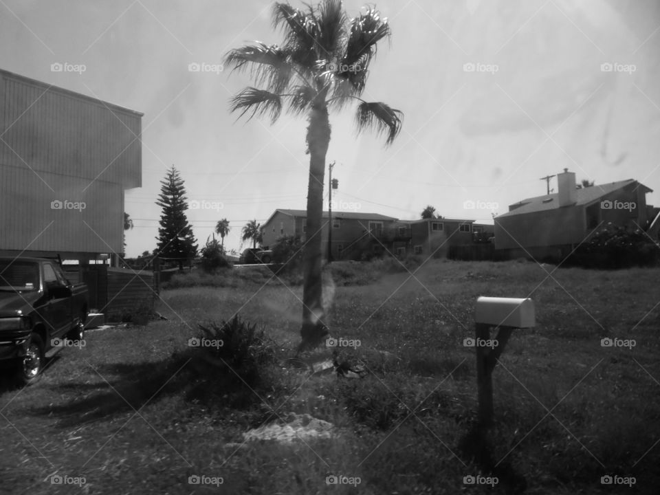 Texas palm 🌴. This is a vacation photo that I took while visiting the Gulf of Mexico. 👣 🚶 🏃 🔥 💨