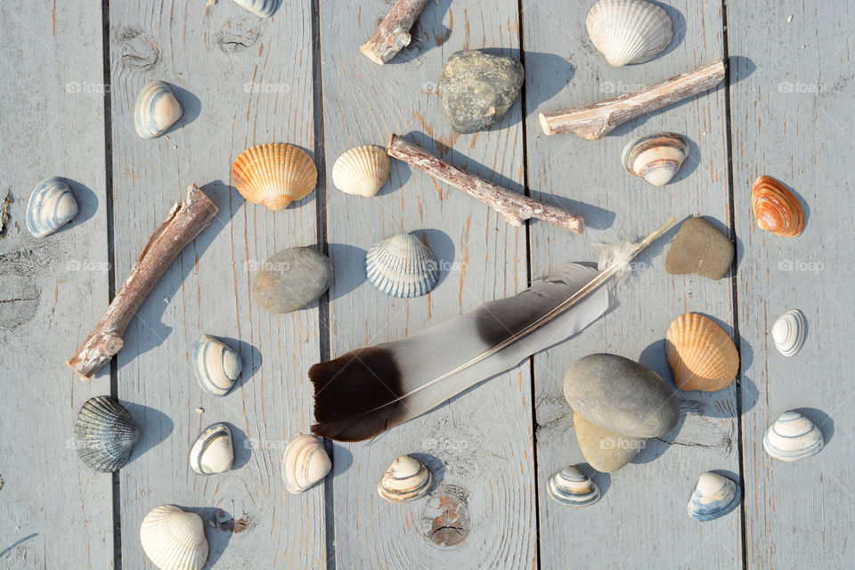 sea shells with  sea gull feather on old beach wooden background