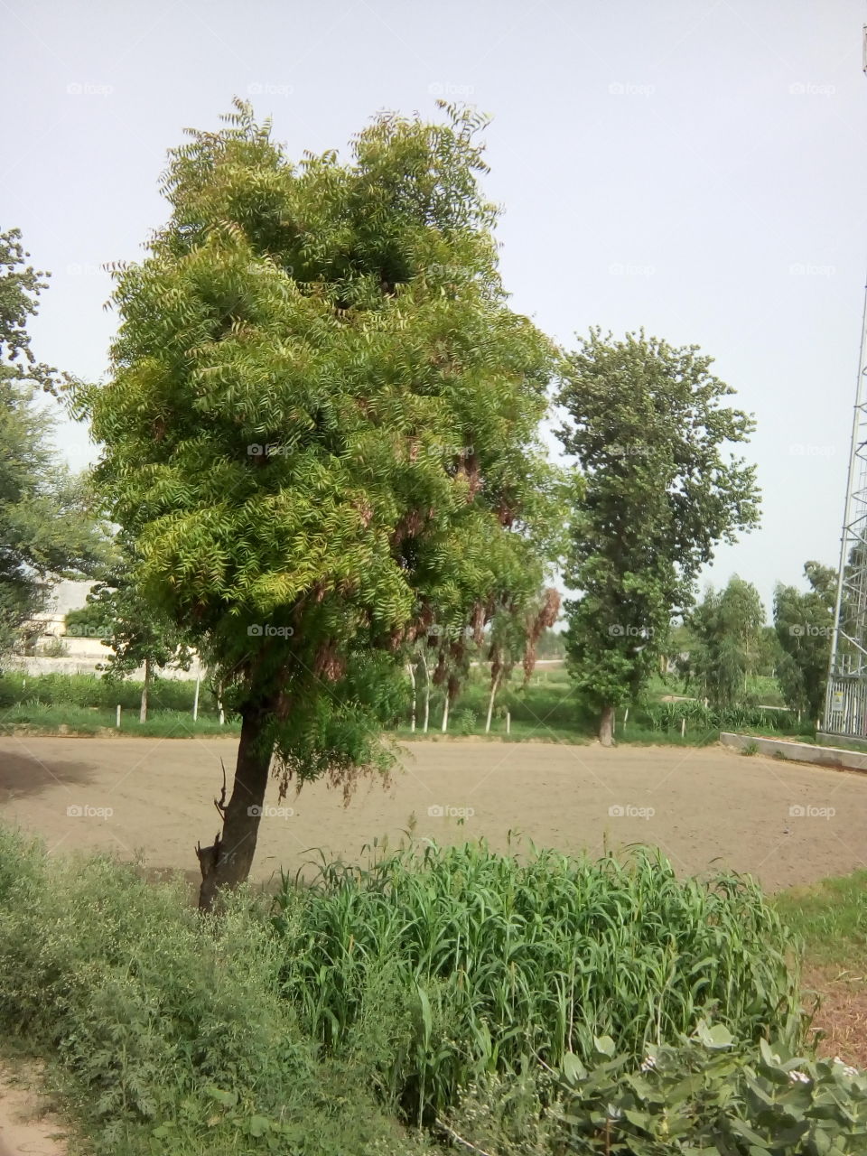 natural beautiful seen of a village in India