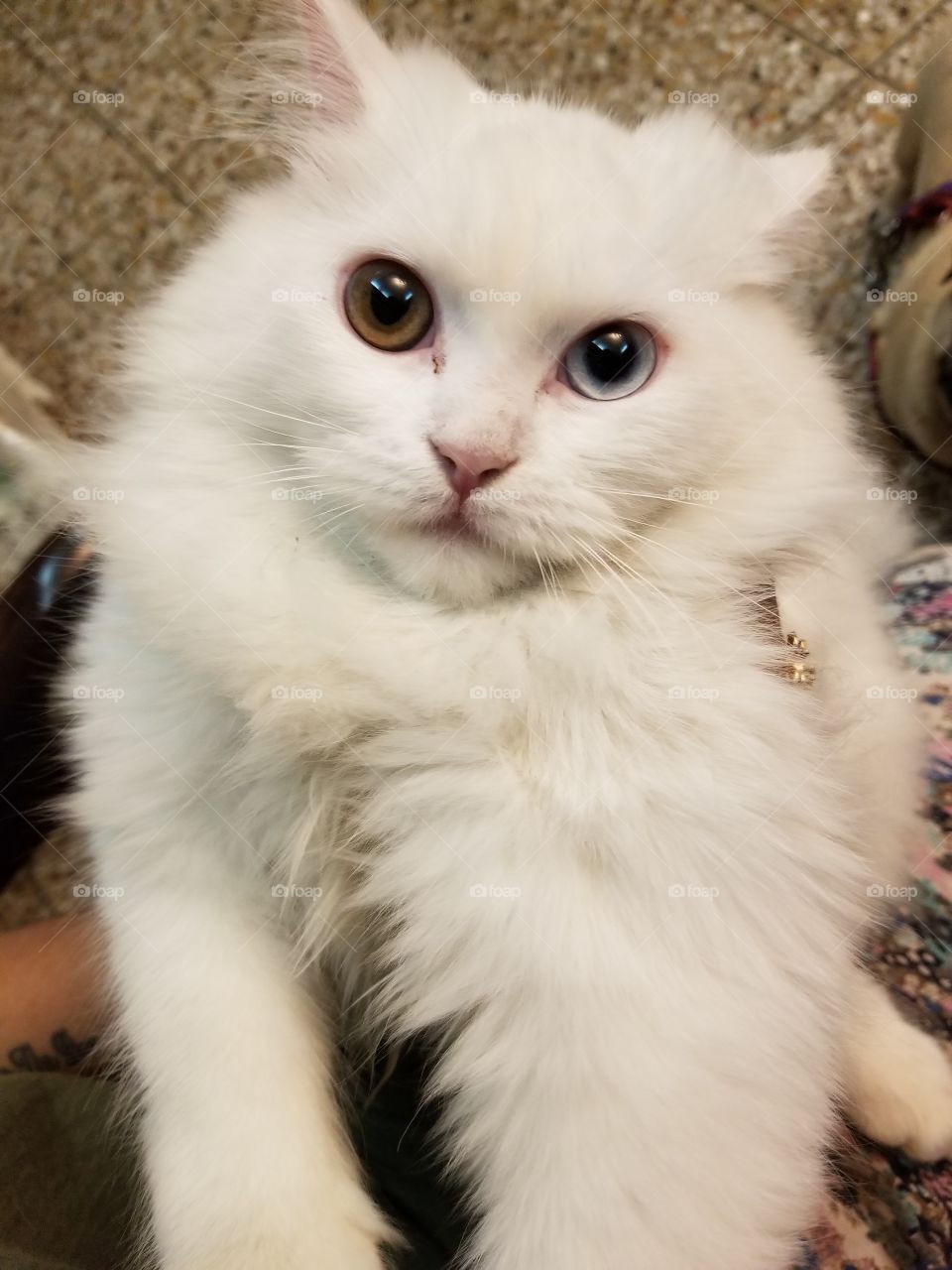 Meet Lyra.. Her eyes says it all 😘