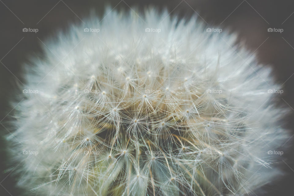 Dandelion Blowie Close Up