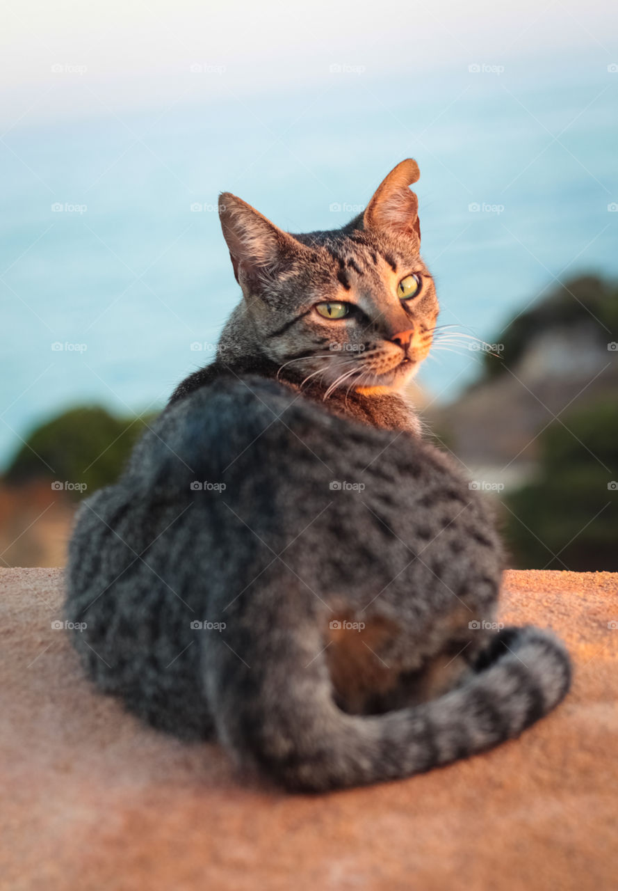 Sunset Cat