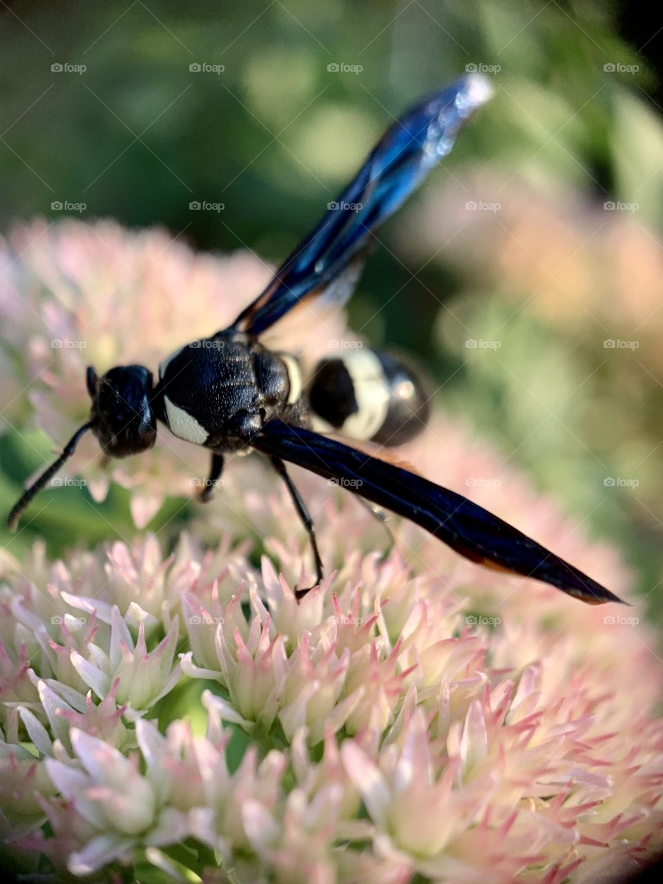 Closeup of a Florida Pan Handle blue black bee gathering nectar from pink flowers