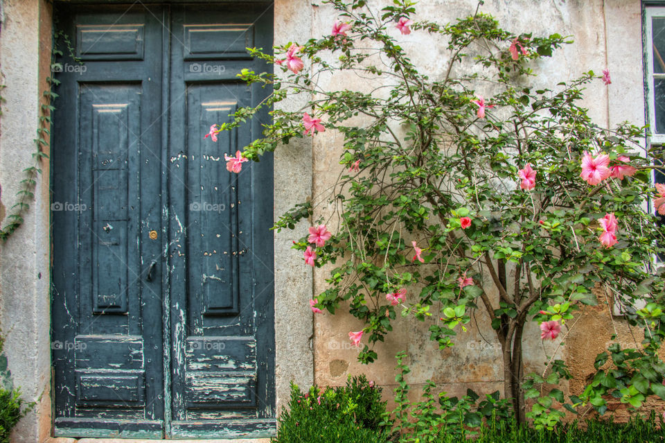 Closed door and flower plant