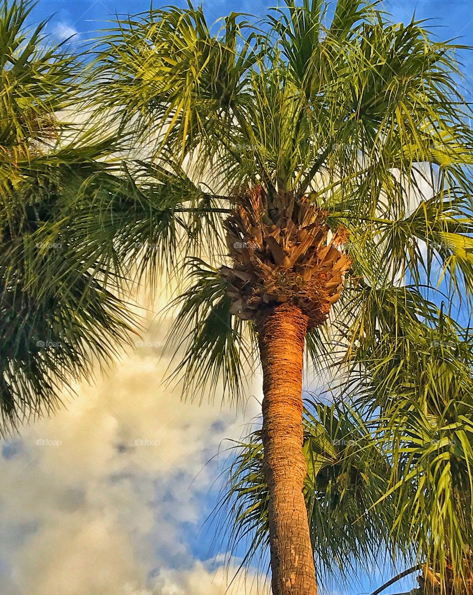 Palm trees