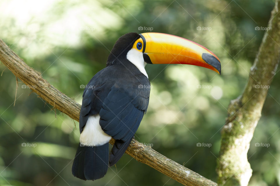 Toco Toucan.