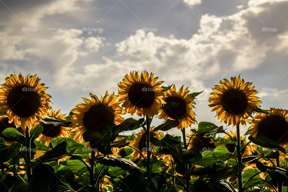 Sun and Sunflowers 