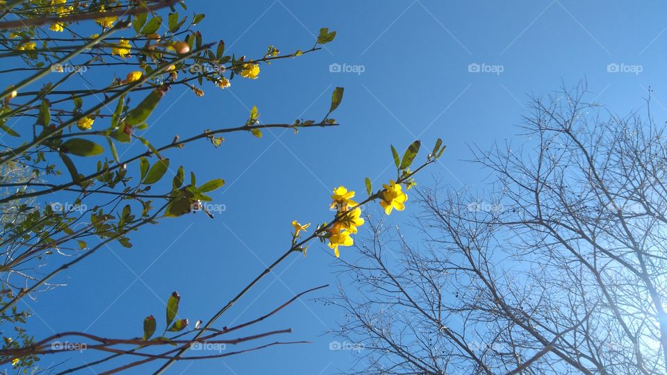 Floral Sky