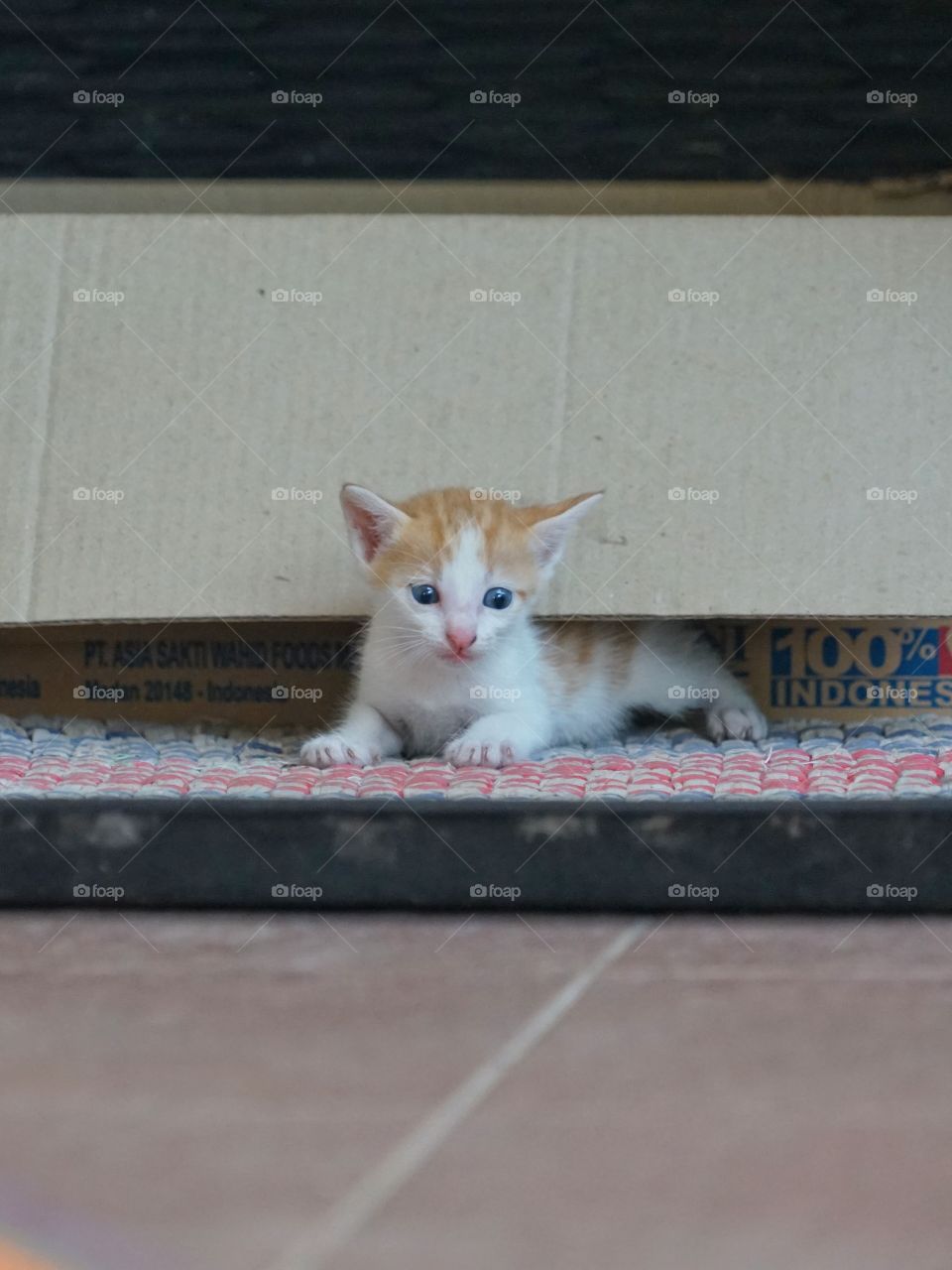 kitten want to go out