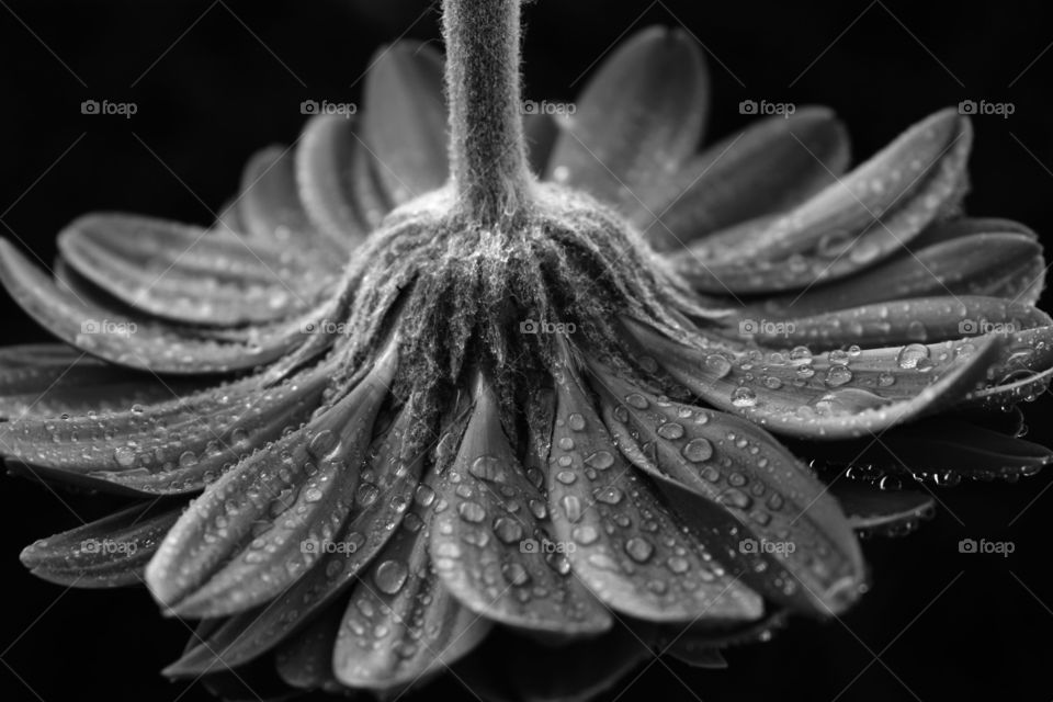 Upside down daisy flower with water drops
