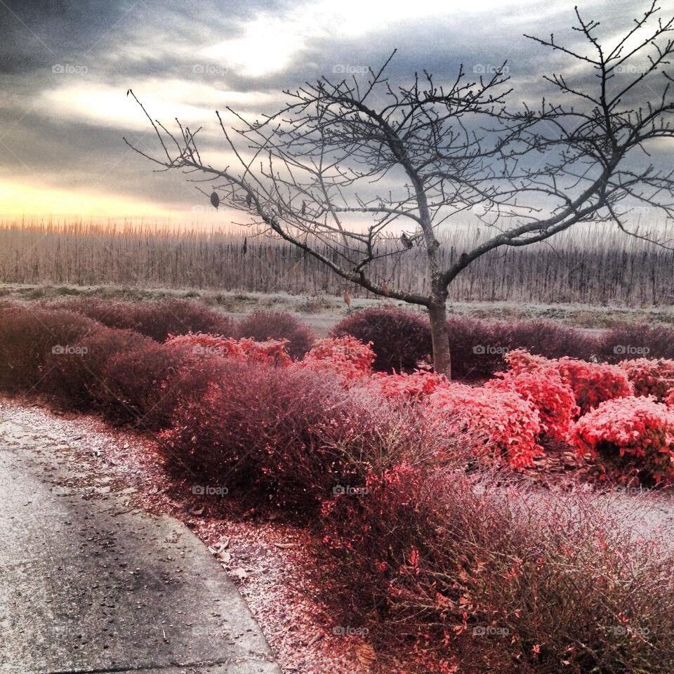 Frost red tree