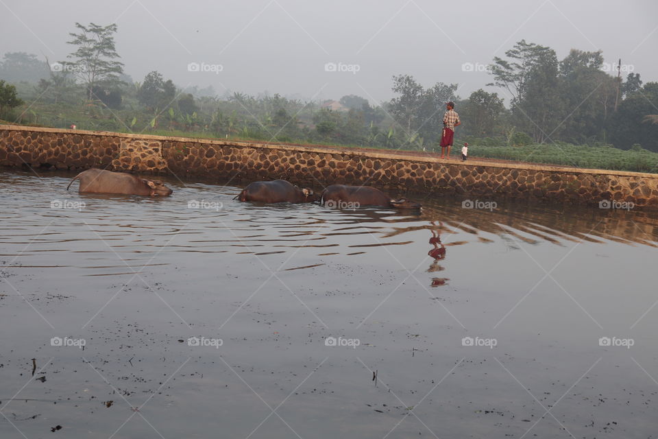 herding buffaloes in the morning