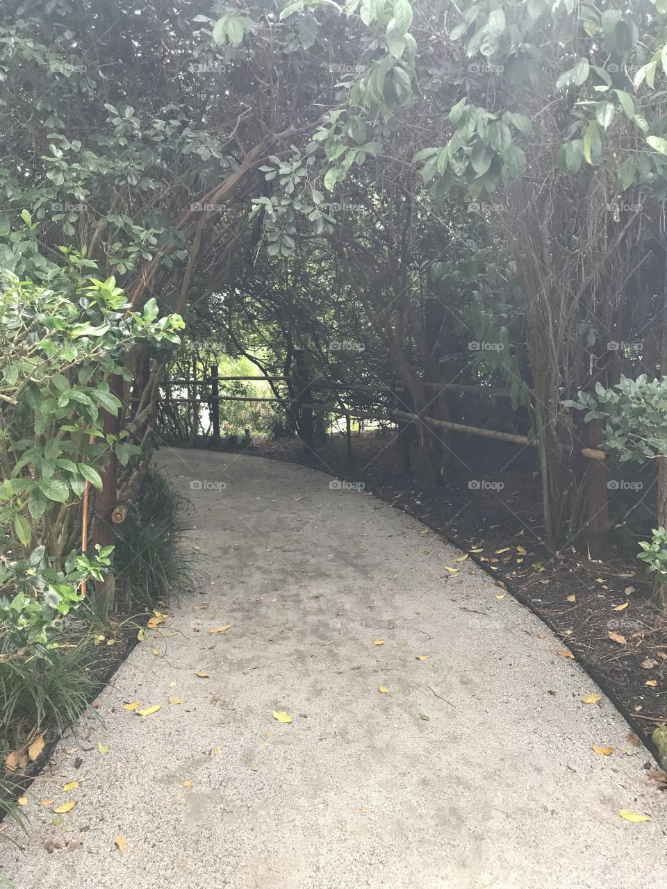 Tree Tunnel 