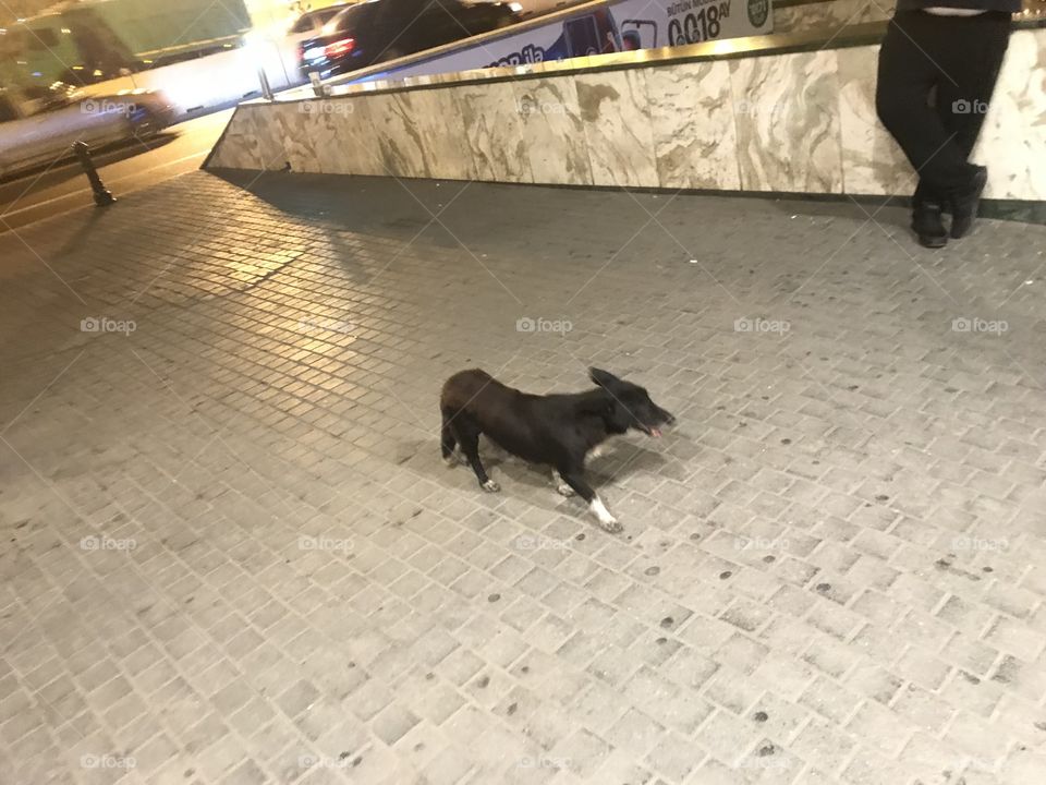 Dog walking in the capital