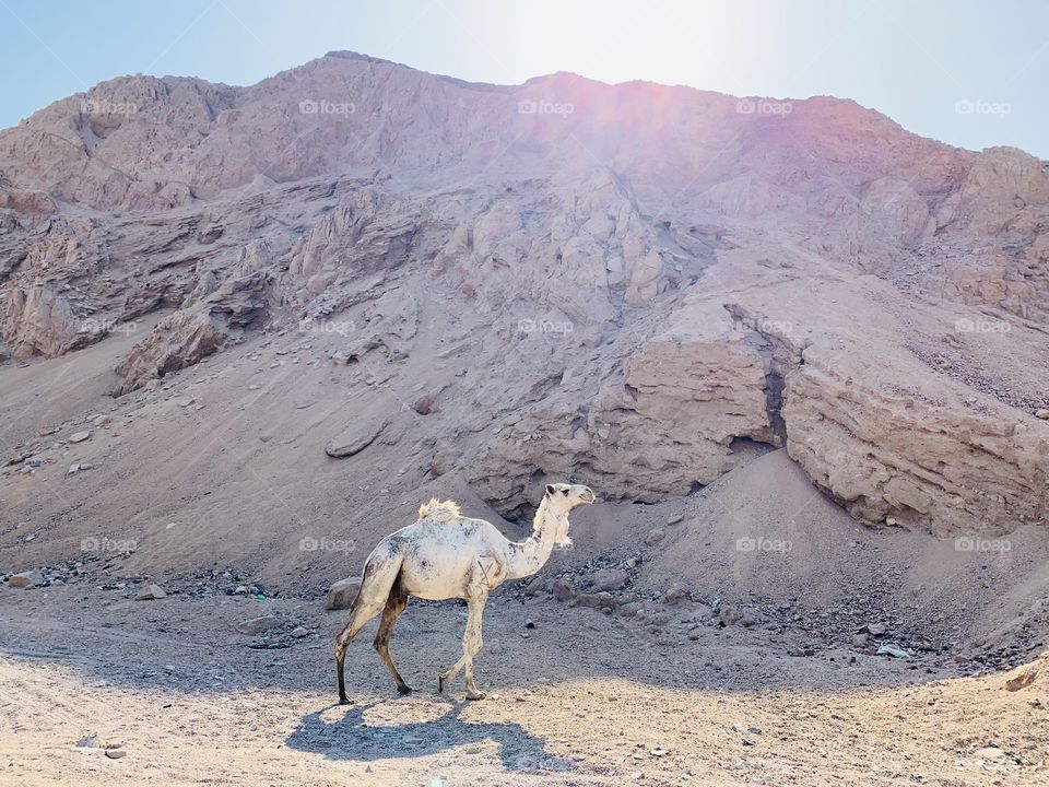Beautiful white camel at Dahab desert 