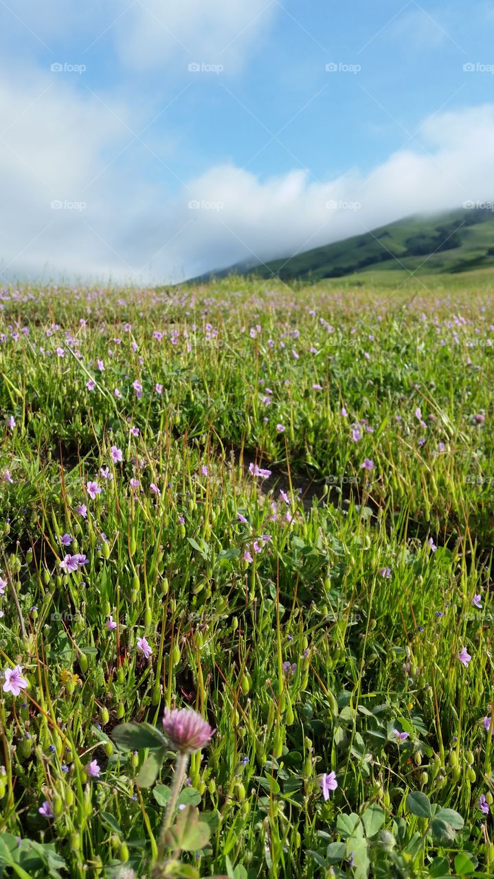 Wildflowers bloom on hill