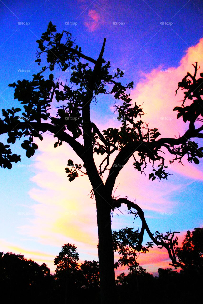 Tree and sunset