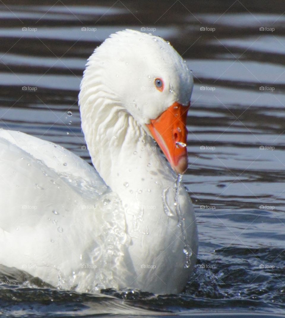 a white duck with a orange beak taking a bath in a duck pond