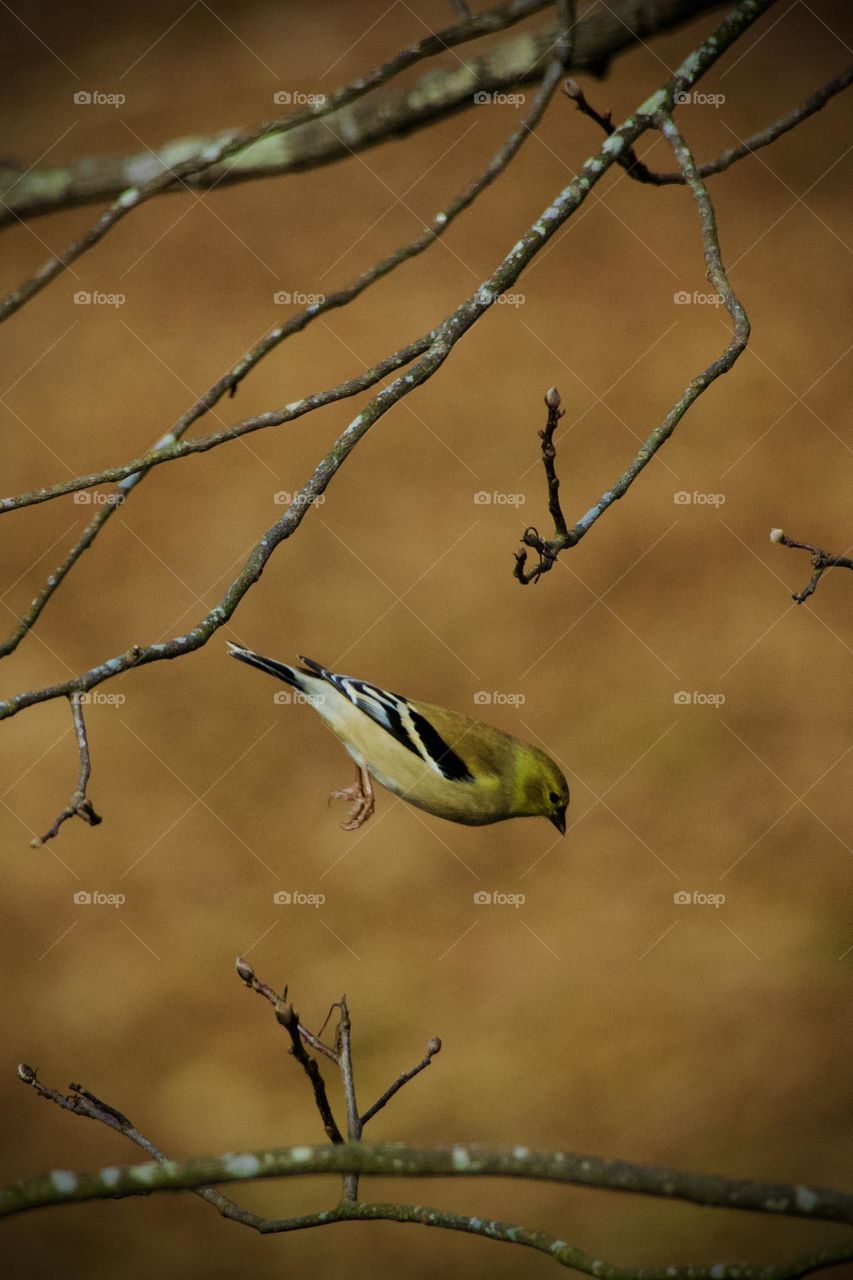 Small songbird in midair hopping from a tree branch. Backyard bird action shot
