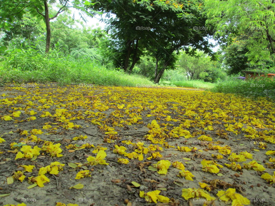 Nice !!!!! Shedding of flowers!!!!!!!