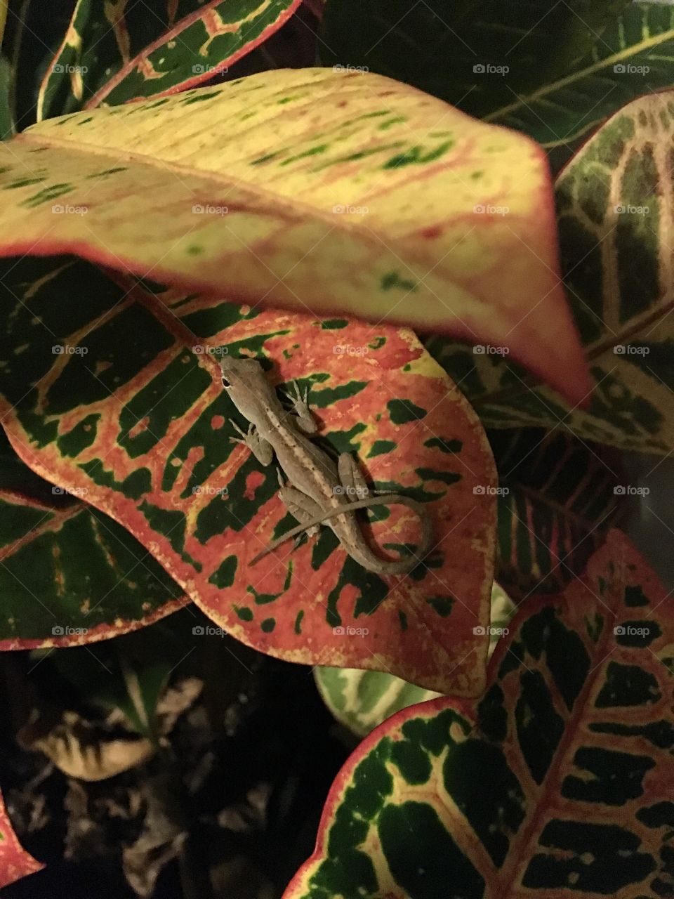Lizard on a leaf 