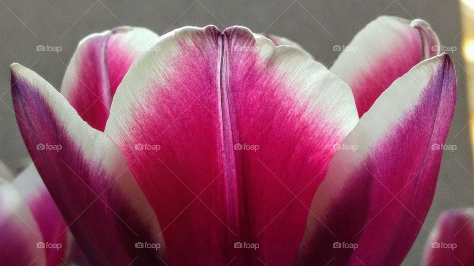 Close up of pink tulip