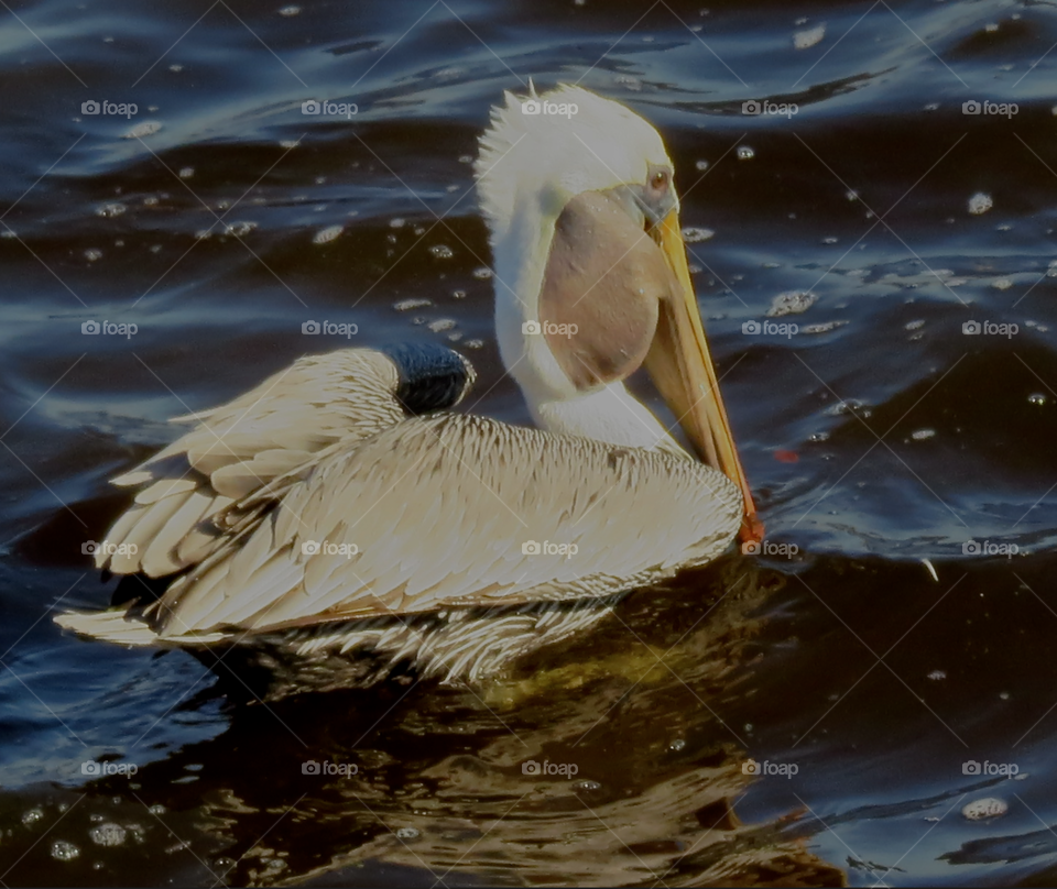 Pelican trying to swallow a fish