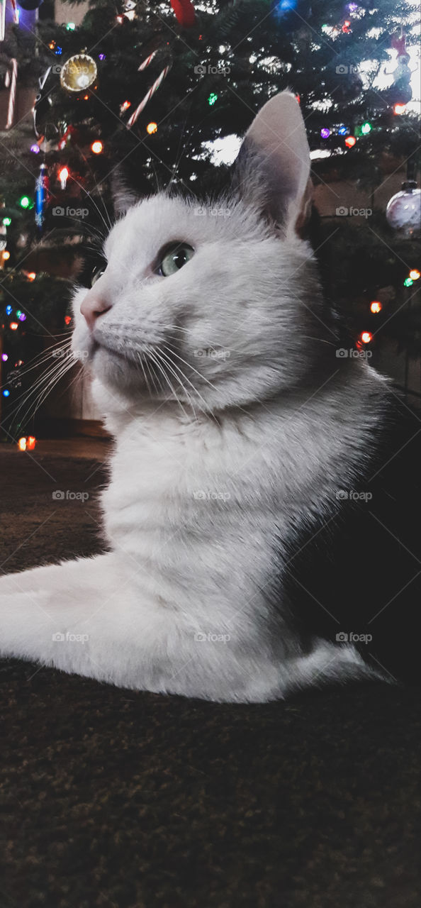 Celebrating holiday with pets. Cat relaxing in front of the Christmas tree.