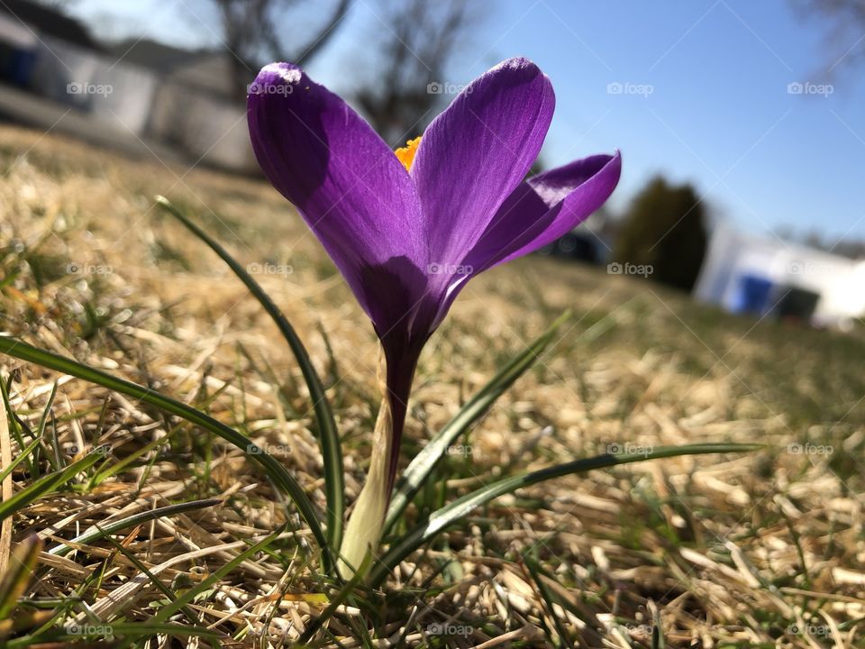 Purple crocus