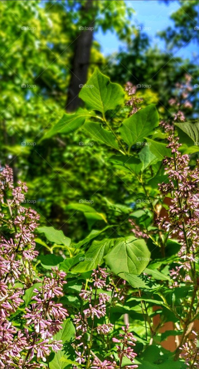 A Lilac Bush!