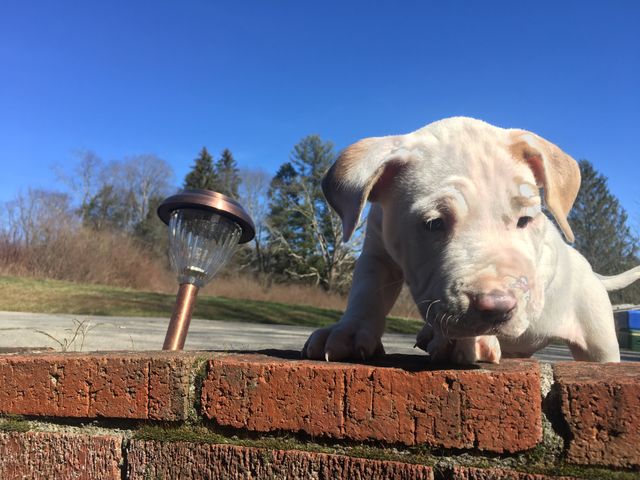 Cute dog