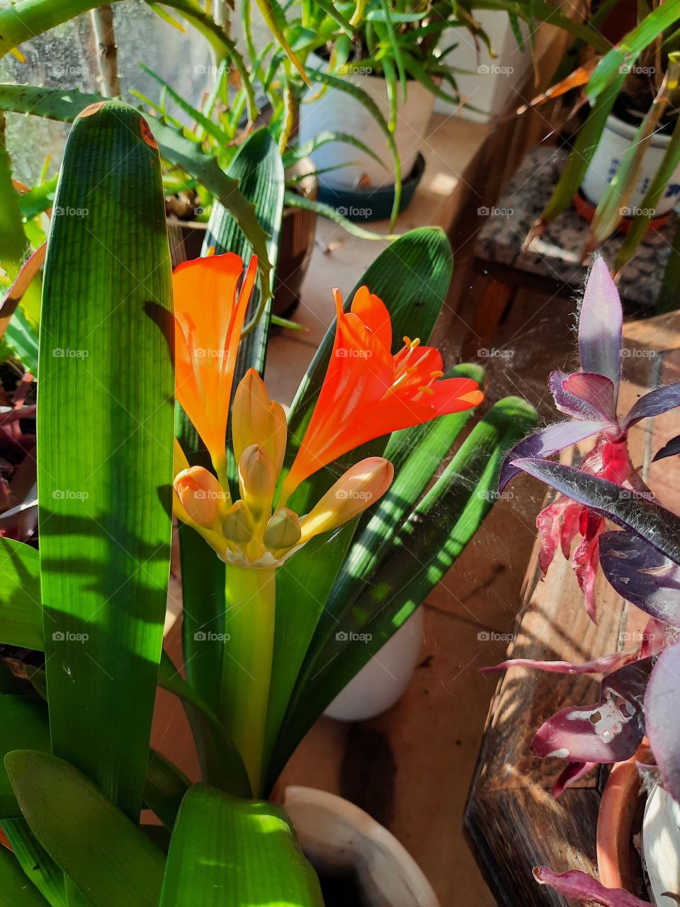 blooming clivia buds in the conservatory during sunny winter day