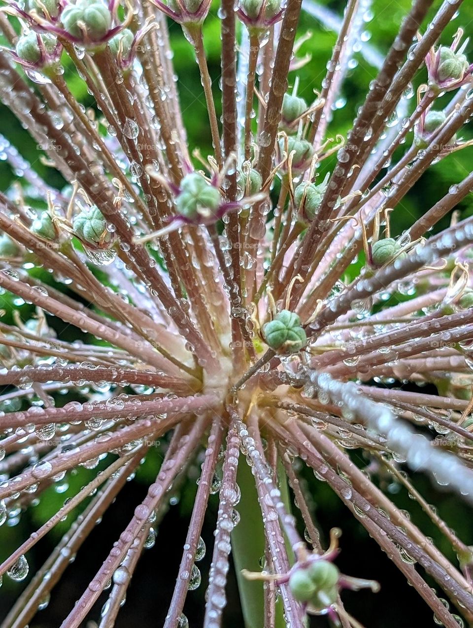 Ornamental Allium Schubertii after rain