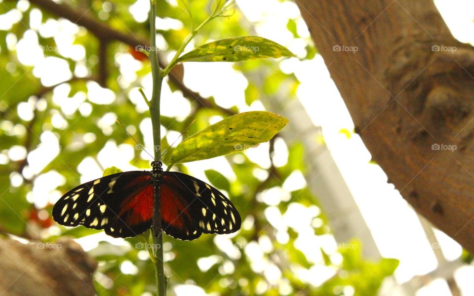 red and black butterfly