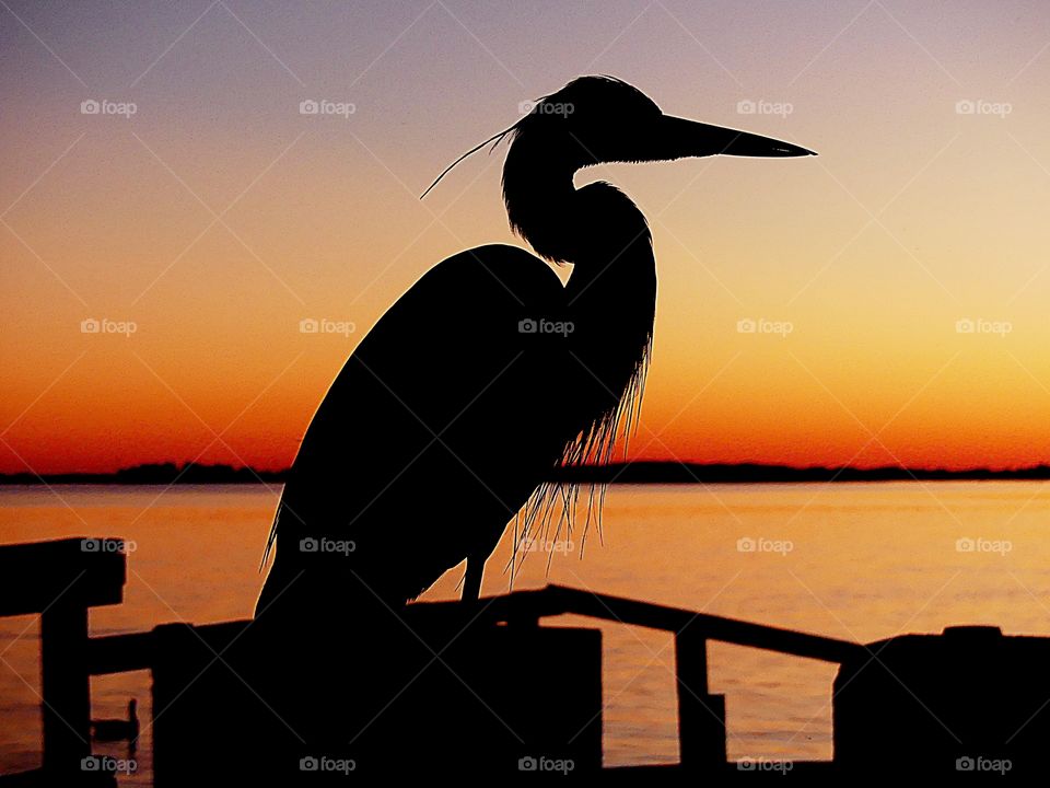 World of silhouettes and shadows -  A Great Blue Heron silhouette against a bright orange sunset!