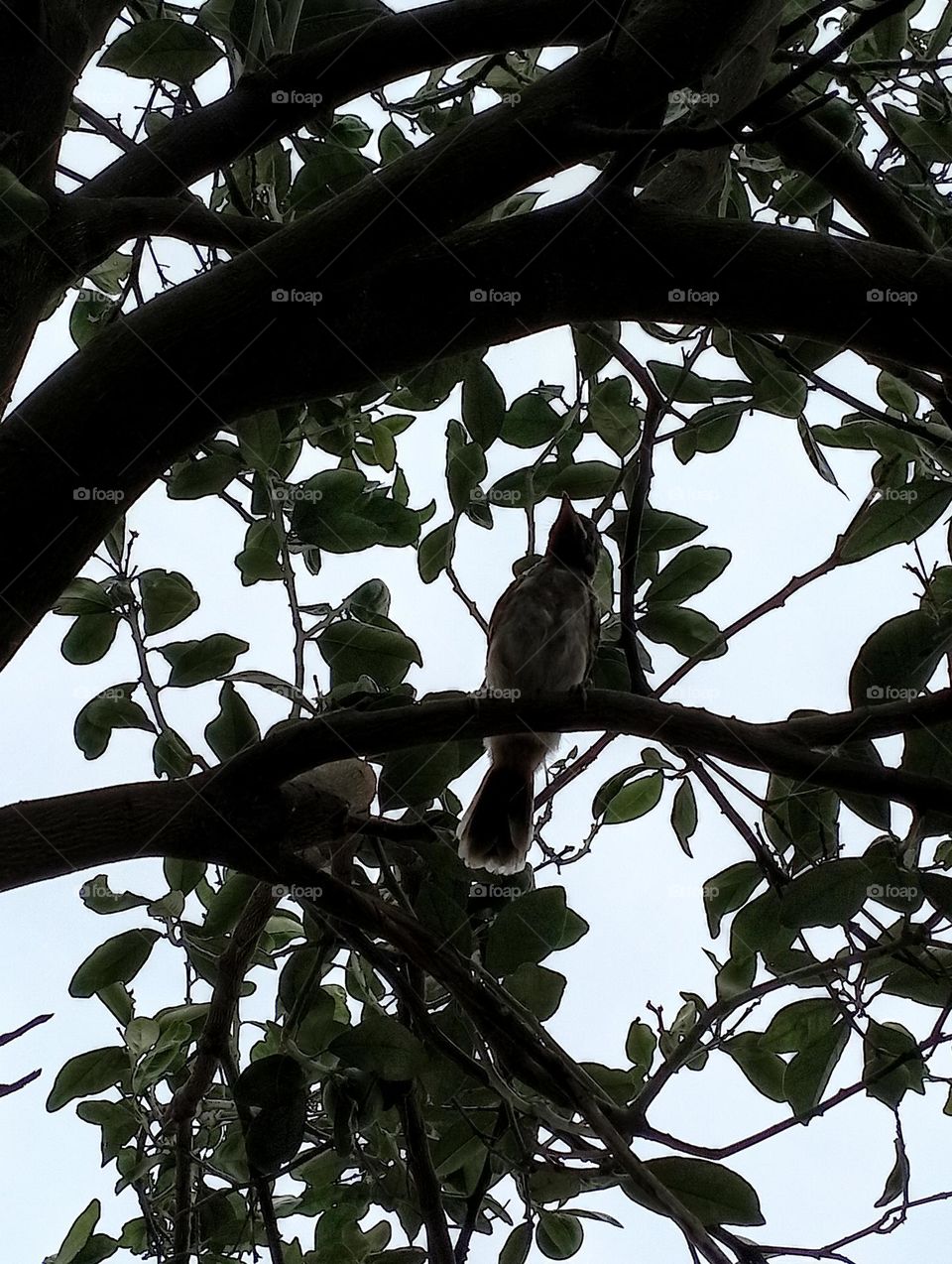 # beautiful Sparrow picture